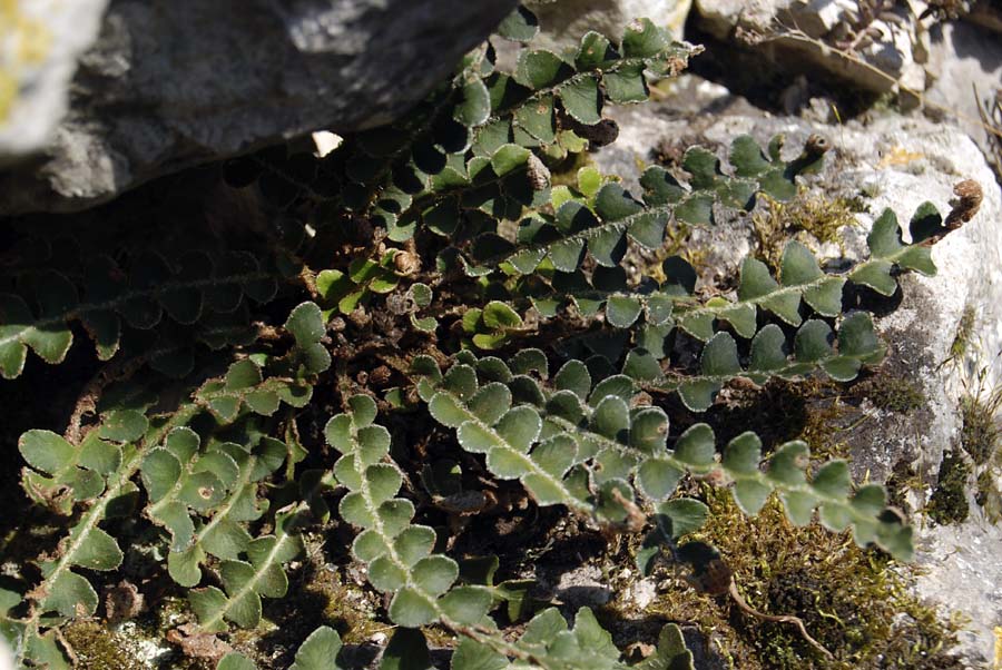 Asplenium ceterach / Cedracca comune